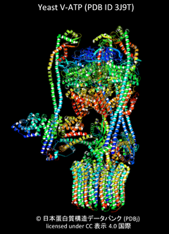 [PDIS]ヒトV-ATPaseの外周固定子（peripheral stalk）サブユニット・アイソフォーム間の相互作用