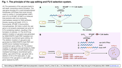 SSB:CRISPR-Cas9 RNP