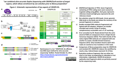 微量のDNAから効率的に超高精度なシーケンシングを可能にするCRISPR-DS法を開発