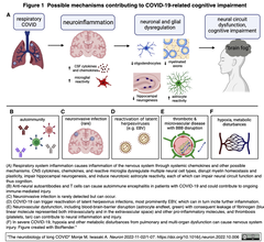 Tne neurobiology of long COVID