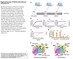 Elimination of cis-cleavage in CRISPR　Figure 2