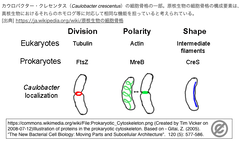 Caulobacter crescentus