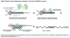 Insights into spacer acquisition of –　Figure 7