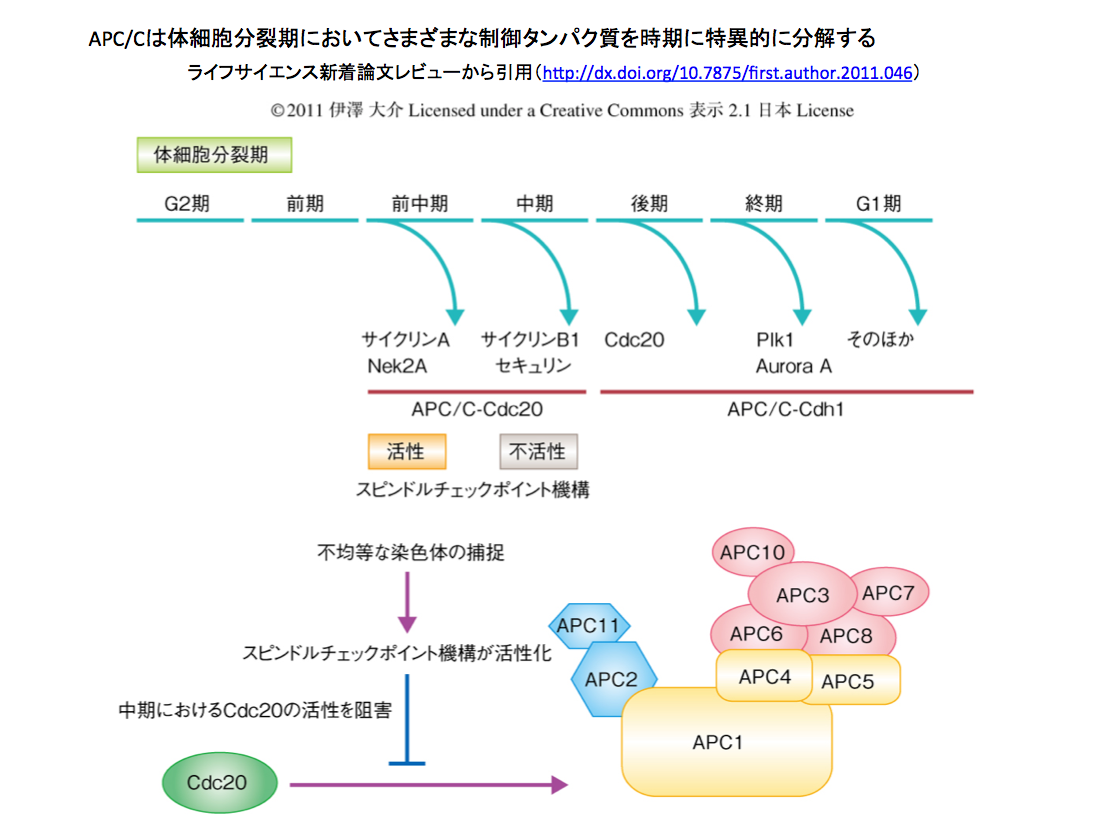 crisp_bio
	  クライオ電顕によるM期細胞周期チェックポイント複合体の動態解析
	コメント