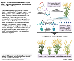 Navigating genetic redundancy  4