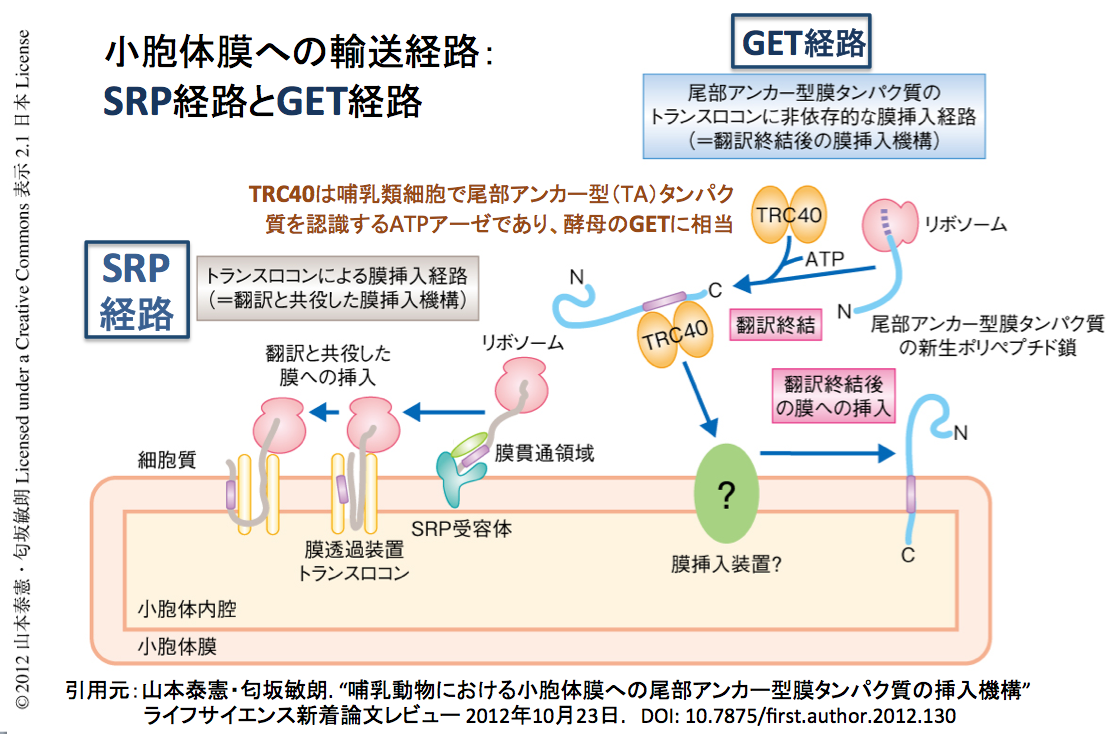 crisp_bio
小胞体を標的とするタンパク質輸送第三の経路を同定
コメント