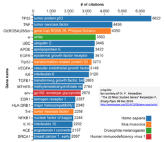 関心が集中するヒト遺伝子の移ろい（全期間トップ10など）