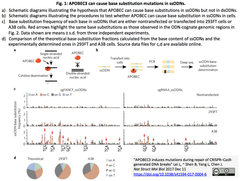 APOBEC3 induces mutations 1