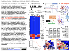悪性度の高い白血病に有効なリード阻害剤を、チューダードメインを標的とする二段階CRISPRスクリーンをベースに特定