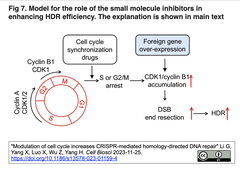 S期およびG2/M期の細胞周期同期を誘導する低分子を介して, CRISPR-Cas9 HDR KIの効率を向上