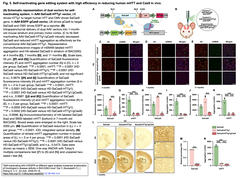 ハンチントン病マウスモデル*に, 異なる年齢で自己不活性化するAAV-CRISPRをする処方こすることで、症状の持続的改善を実現