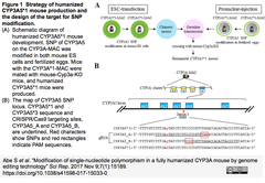 染色体工学技術とCRISPR/Cas9ゲノム編集技術によるヒト薬物代謝モデルマウスの作出と精密化
