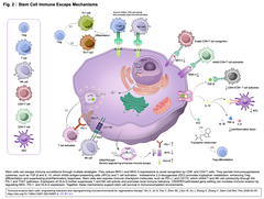 [レビュー] 免疫回避性幹細胞：再生医療のための免疫寛容性の操作と微小環境の再プログラミング