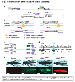 ハマダラカのFREP1タンパク質のロイシン (L224) をグルタミン (Q224) に置換すると, マラリア原虫の感染を阻止できる