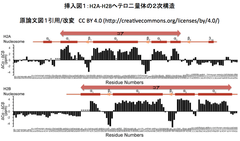 [PDIS]アラート：ヒストンタンパク質H2A-H2Bヘテロ二量体の溶液構造
