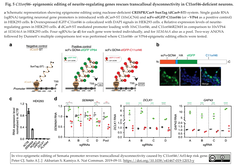 WAGR症候群モデルマウスin vivoにて、CRISPRエピゲノム編集を介して脳梁形成を修復