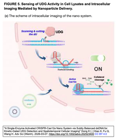 微妙にバランスのとれたdsDNAを介した単一酵素活性化CRISPR-Cas12aナノシステムによる、動態制御型UDG検出および時空間細胞イメージング
