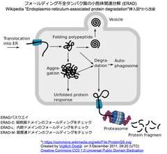 CRISPRメモ_2018/06/19 (Genome Surgery, ERAD, 抗-ノロウイルス, イネいもち病菌)