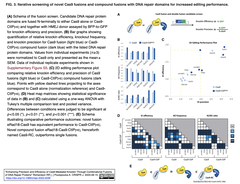 Cas9を介したノックインの精度と効率を、DNA修復タンパク質の組み合わせを融合することで改善