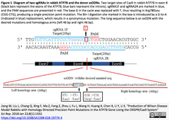 CRISPRメモ_2018/01/26（４件）