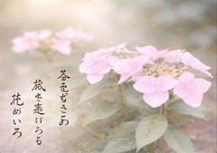 コーヒーブレイク：冬紫陽花