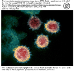 0318更新 新型コロナウイルスの創薬標的候補であるヌクレオカプシドのウイルスゲノムrna結合ドメインの結晶構造解析 Crisp Bio