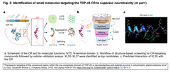 Therapeutic targeting of FIg. 2