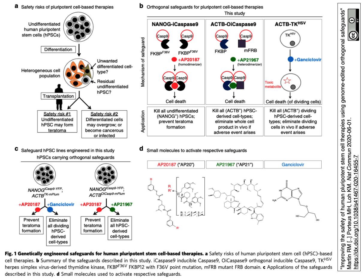 hPSC療法のリスクを予防するキルスイッチを、CRISPR/Cas9 RNPのAAV6デリバリーを介してhPSCに仕込む : crisp_bio