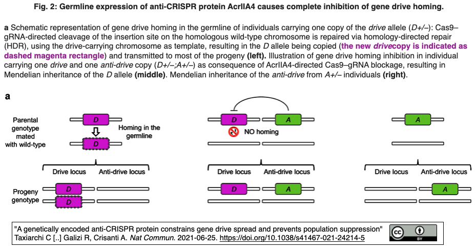 crisp_bio
	  抗-CRISPRタンパク質 (Acr)によって遺伝子ドライブをコントロールする
	コメント