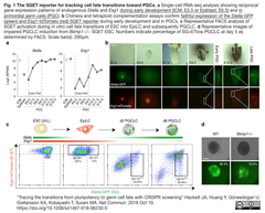 ナイーブ型ES細胞から始原生殖細胞への細胞運命を決する遺伝子を新たに同定