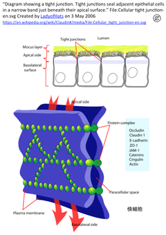 [PDIS]医薬品経皮吸収の促進につながる分子をTR-FRET法でスクリーニング