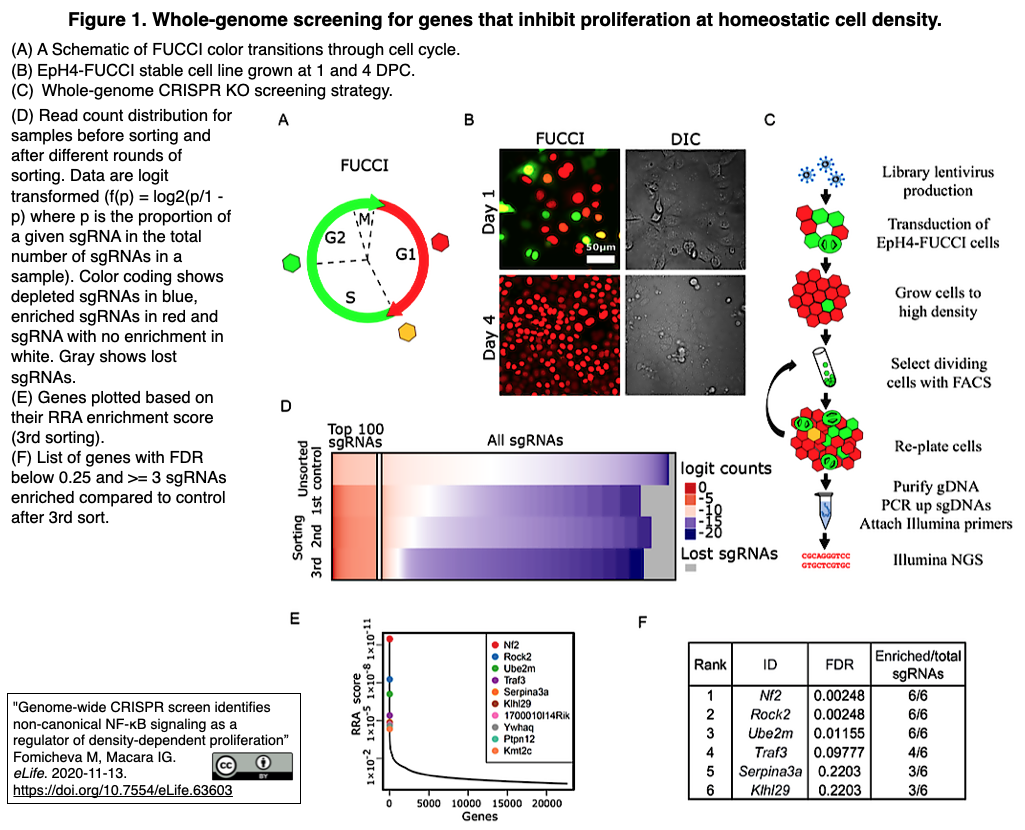 ゲノムワイドcrispr cas9 koスクリーンにより細胞密度依存性細胞増殖を制御する遺伝子とシグナル伝達を同定 crisp bio