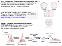 CRISPRメモ_2018/02/07-2（学会発表２件を含む13件）