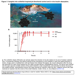 頭足類のイカに学んだ新たなドラッグ・デリバリー法開発： 経口投与で腸まで届き, 針を刺すことなく, インスリン投与を達成