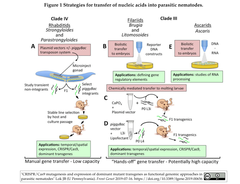 Nematodes 1