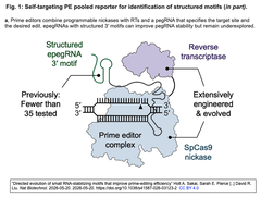 “Directed evolution of small RNA 1 - a
