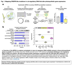 Massively parallel promoter mapping identifies