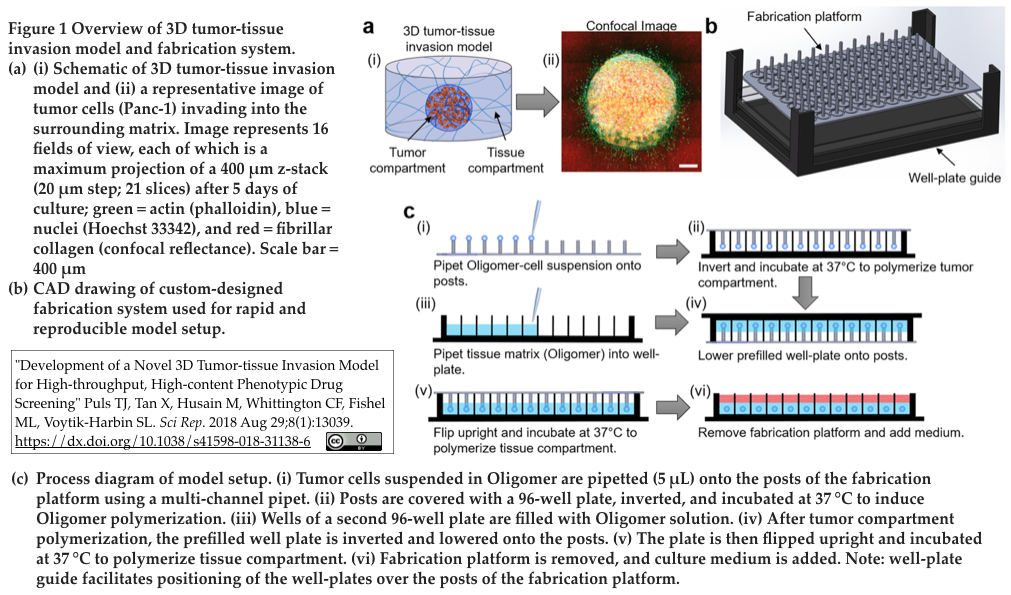 抗癌剤のハイスループット ハイコンテント フェノタイプスクリーニングに用いる新たな三次元腫瘍 組織浸潤モデルを開発 Crisp Bio