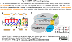 CRISPR-SKIP