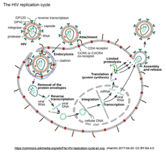 サル免疫不全ウイルス（SIV）がチンパンジーからヒトに感染・適応しHIV-1としてエイズを発症させるに至ったウイルスの異種間伝播の謎が一つ解けました