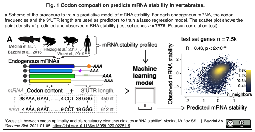 crisp_bio
	  iCodon: 任意のmRNAの安定性・発現レベルの調節を可能とする同義コドン設計を支援するツール
	コメント