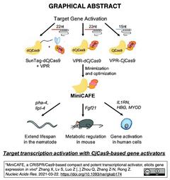 MiniCAFE: 生体内での強力なCRISPRaを実現するdCjCas9
