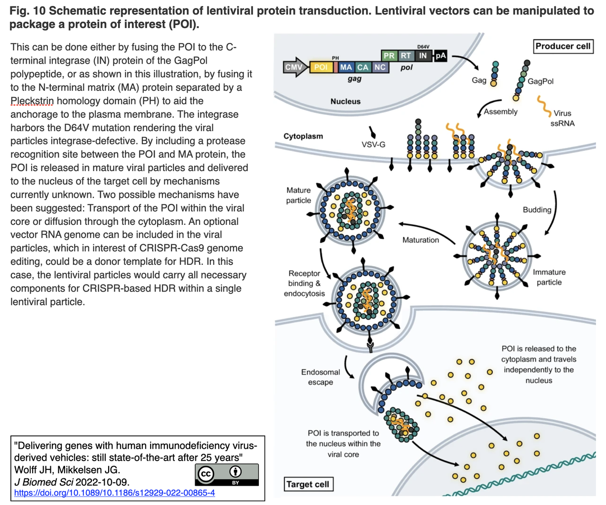エイズ ウイルスの起源と進化 第50回 京都大学品川セミナー「エイズウイルスの過去と現在