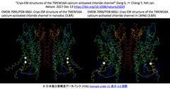 Cryo-EM structures of the TMEM16A