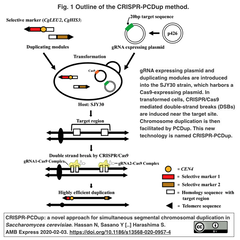 CRISPR-PCDup
