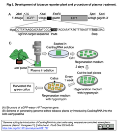 Cas9/sgRNA導入に温度制御大気圧プラズマを利用する新たな植物ゲノム編集技術