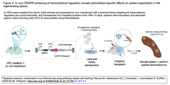 Spatially resolved, multimodal 2-a