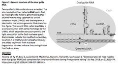 dual guide RNA 1