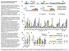 CjCas9