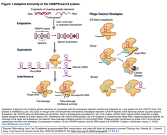 Cas13-1